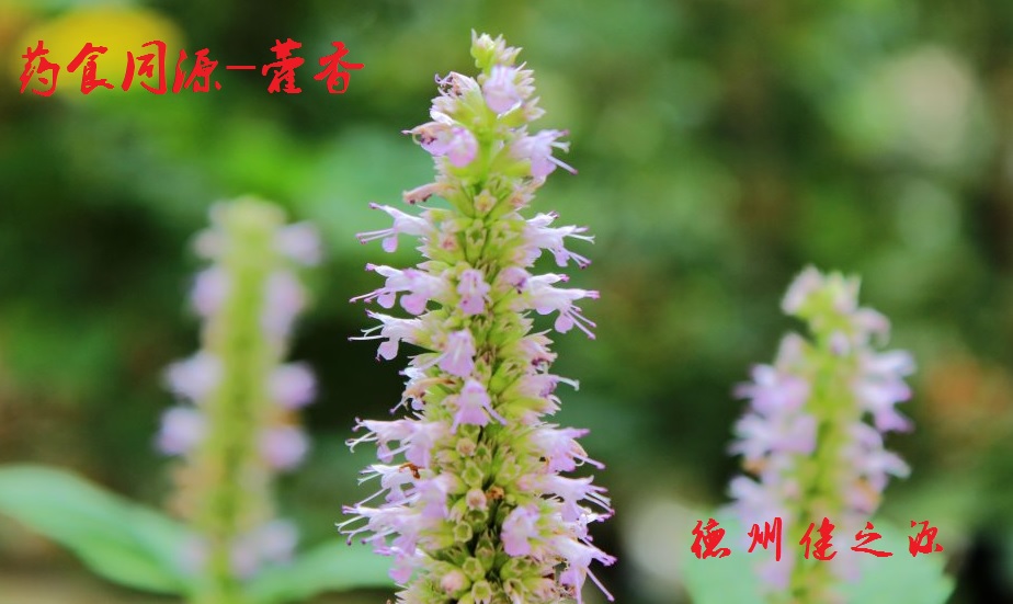 藿香薄荷茶，炎炎烈日的防暑茶