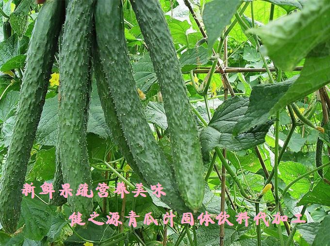 青瓜的六大營養(yǎng)價值，你知道嗎？